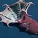 The Vampire Squid