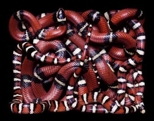 serpent art